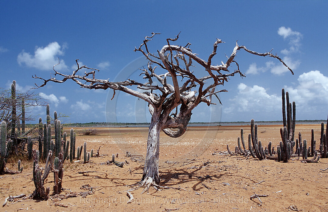Dead tree and cactuses
