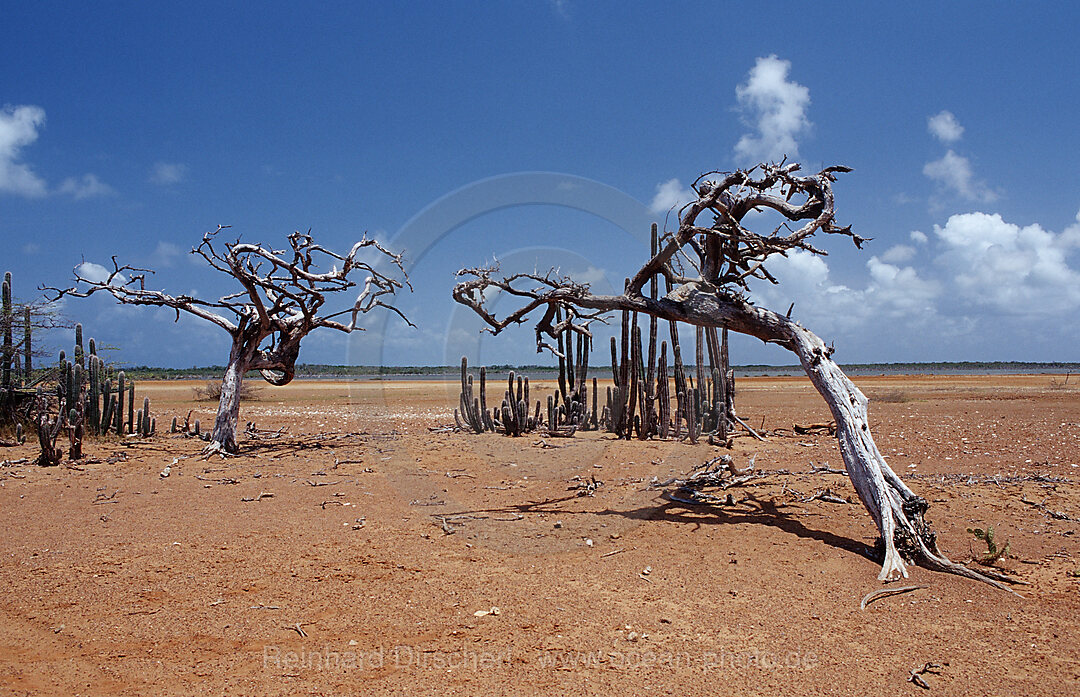 Dead tree and cactuses