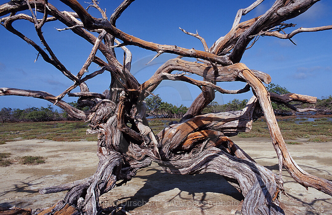 Abgestorbener Baum