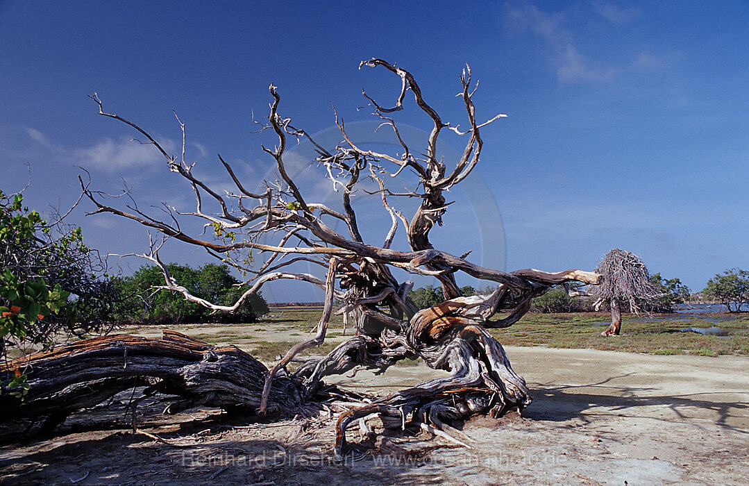 Abgestorbener Baum, Bonaire, Niederlaendische Antillen, Bonaire