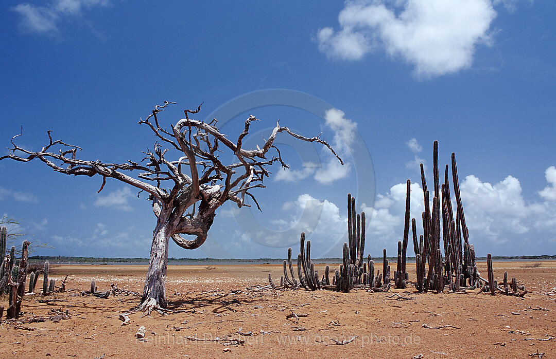 Abgestorbener Baum und Kakteen, Bonaire, Niederlaendische Antillen, Bonaire