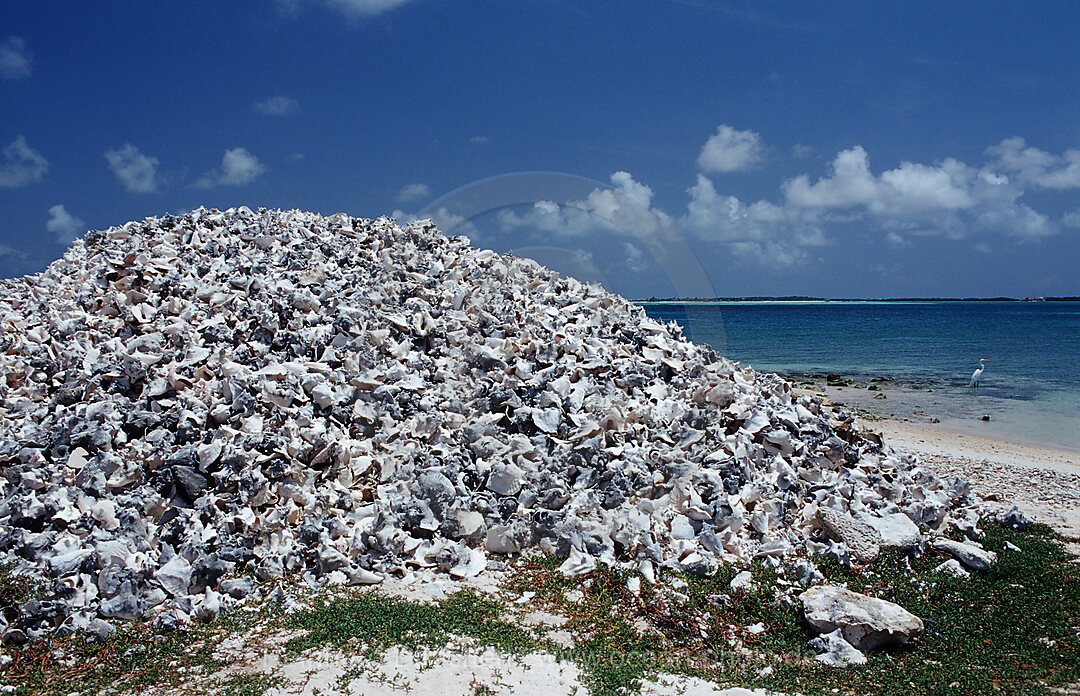 Conch-Gehaeuse am Strand, Bonaire, Niederlaendische Antillen, Bonaire