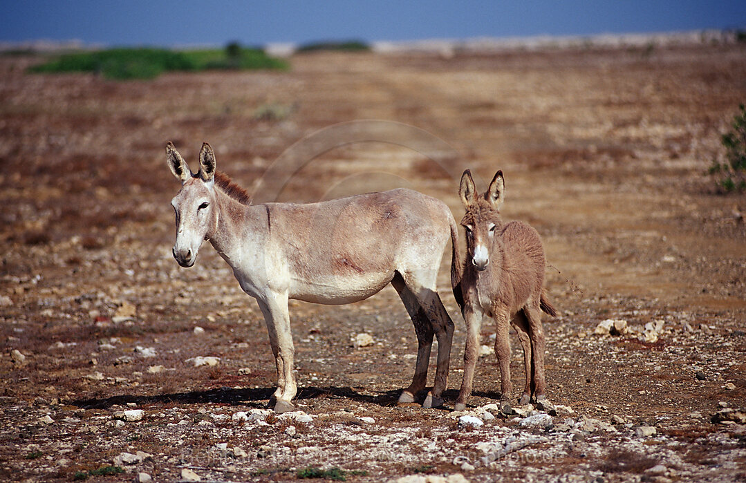 Wilde Esel, Bonaire, Niederlaendische Antillen, Bonaire