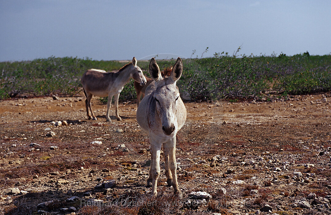 Wilde Esel, Bonaire, Niederlaendische Antillen, Bonaire