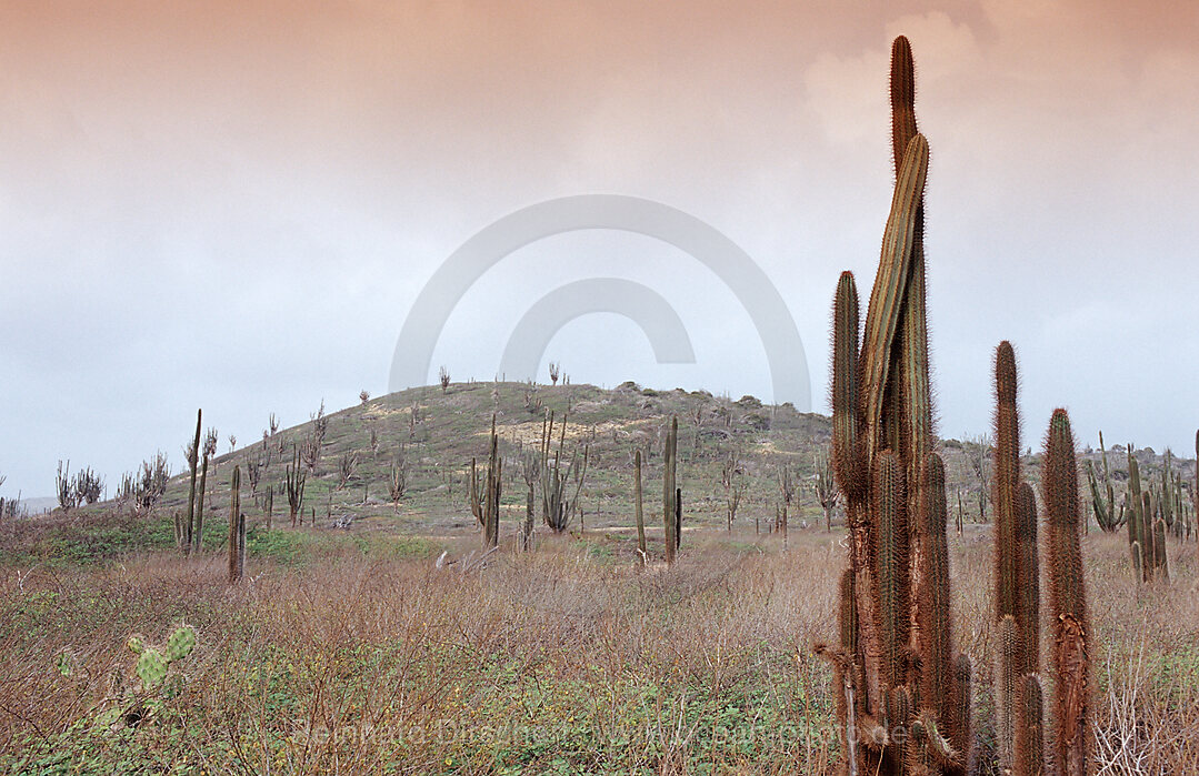 Cactuses