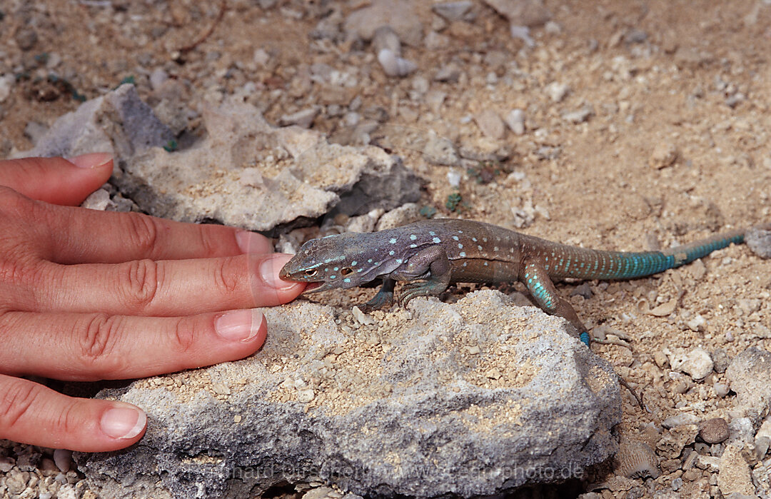 Schienenechse beisst in Finger, Cnemidophorus murinus ruthveni, Bonaire, Washington Slagbaai Nationalpark, Boka Chikitu, Niederlaendische Antillen, Bonaire