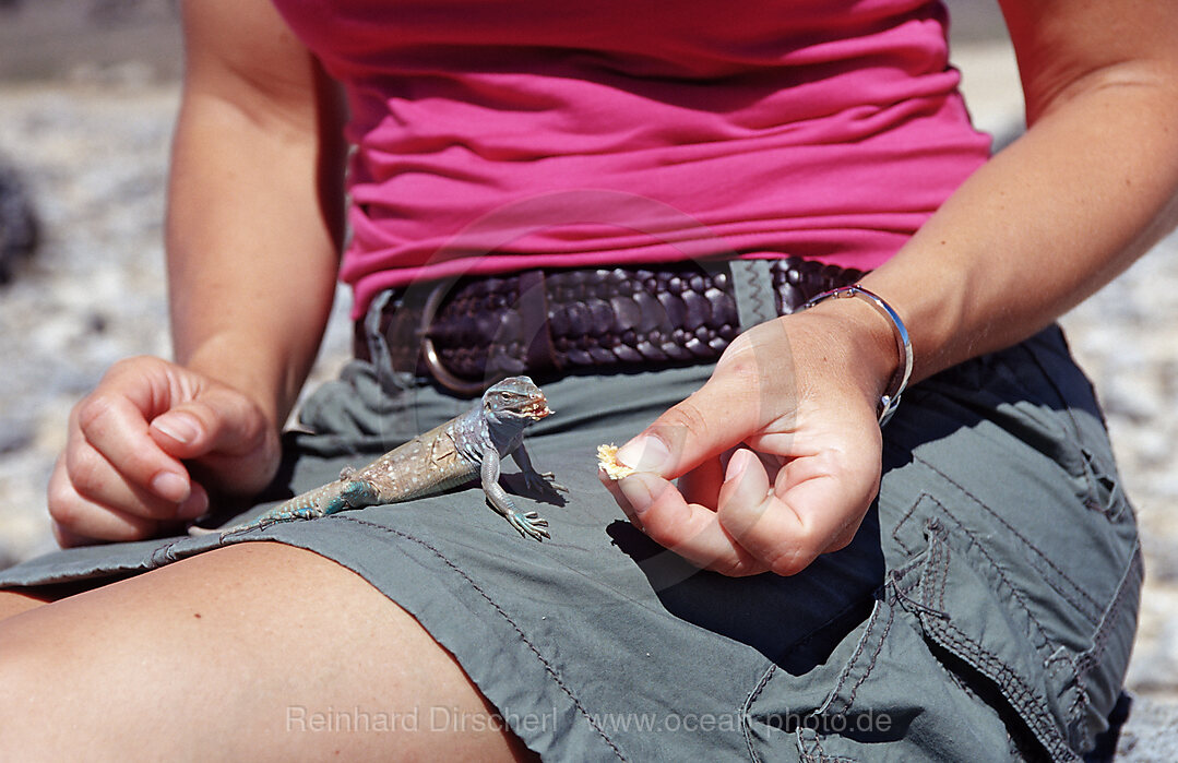 Tourist and Blue whiptail lizard, Cnemidophorus murinus ruthveni, Bonaire, Washington Slagbaai National Park, Boka Chikitu, Netherlands Antilles, Bonaire