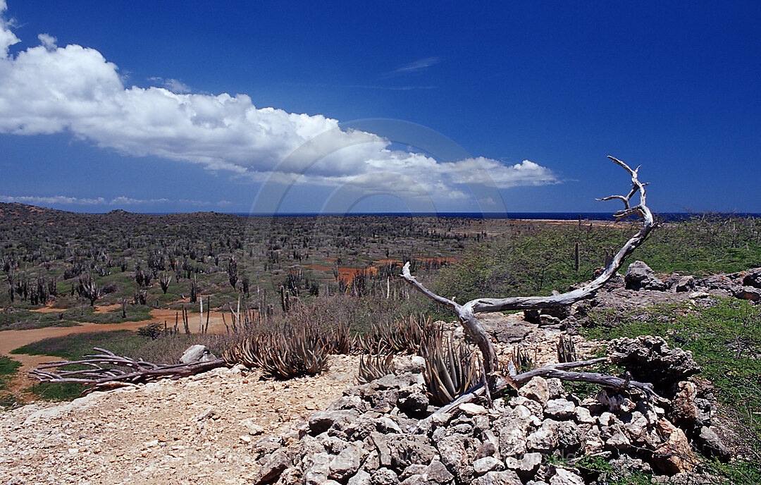 Desert landscape, Bonaire, Washington Slagbaai National Park, Netherlands Antilles, Bonaire