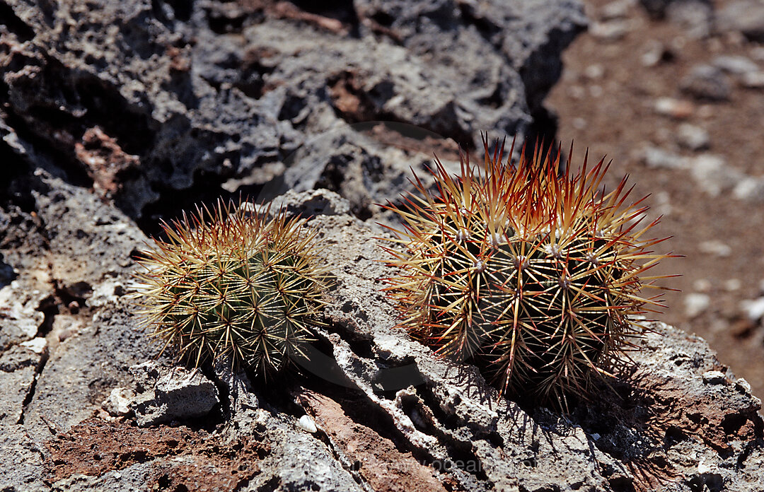 Cactuses, Bonaire, Washington Slagbaai National Park, Netherlands Antilles, Bonaire