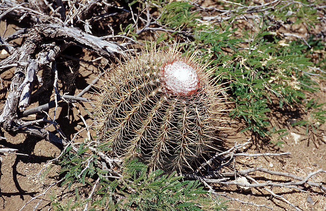 Cactuses, Bonaire, Washington Slagbaai National Park, Netherlands Antilles, Bonaire