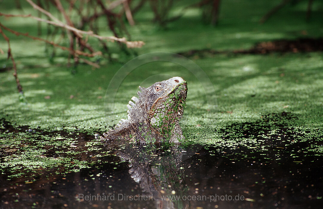 Gruener Leguan im Wasser, Iguana iguana, Bonaire, Washington Slagbaai Nationalpark, Pos Mangel, Niederlaendische Antillen, Bonaire