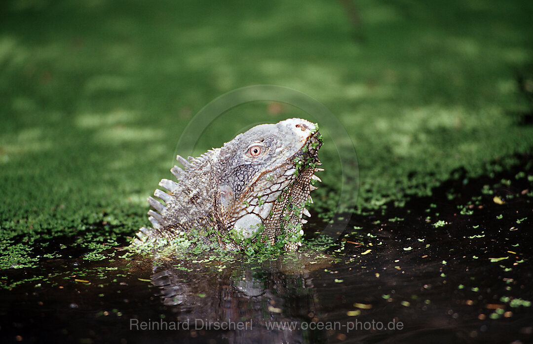 Gruener Leguan im Wasser