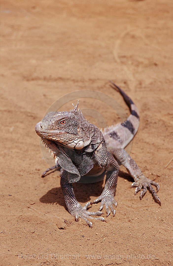 Gruener Leguan, Iguana iguana, Bonaire, Washington Slagbaai Nationalpark, Pos Mangel, Niederlaendische Antillen, Bonaire