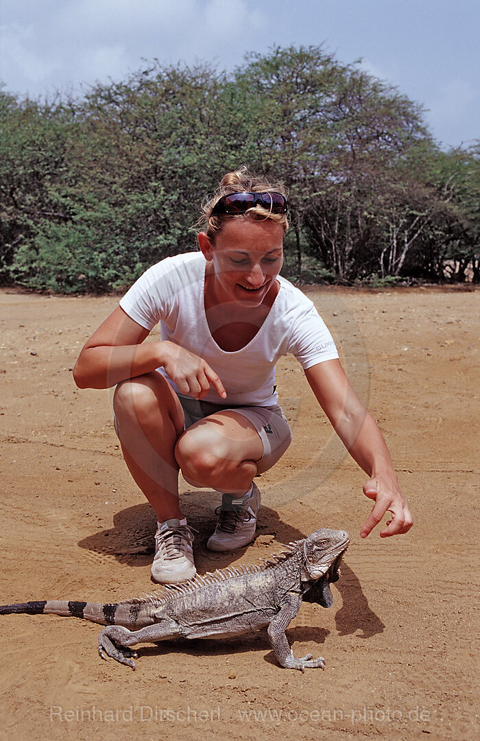 Gruener Leguan