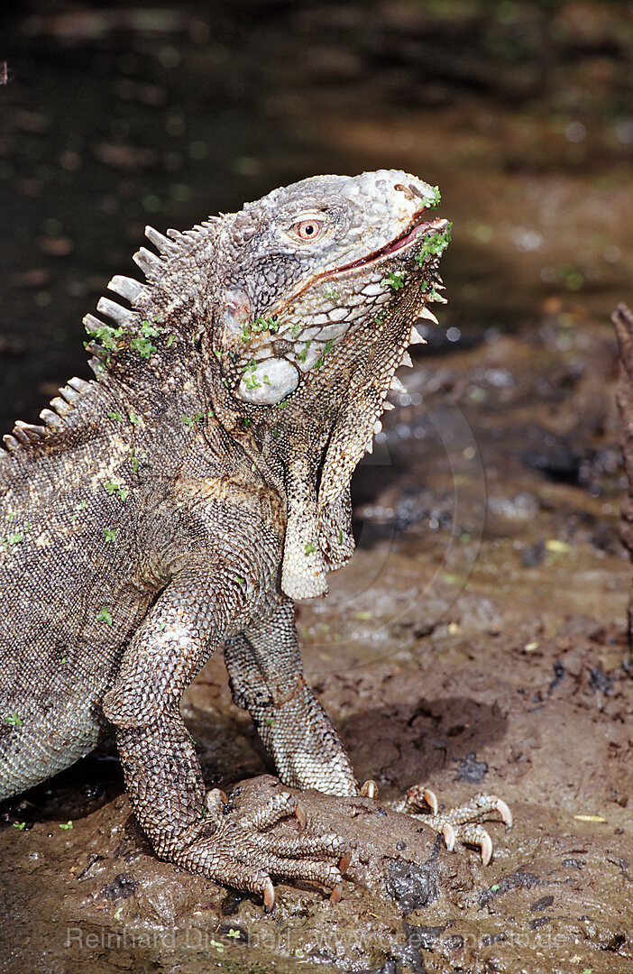 Gruener Leguan, Iguana iguana, Bonaire, Washington Slagbaai Nationalpark, Pos Mangel, Niederlaendische Antillen, Bonaire