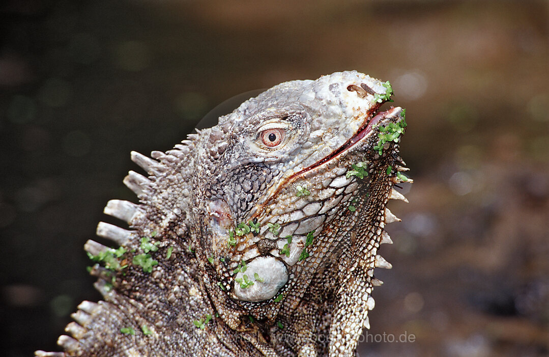 Gruener Leguan, Iguana iguana, Bonaire, Washington Slagbaai Nationalpark, Pos Mangel, Niederlaendische Antillen, Bonaire