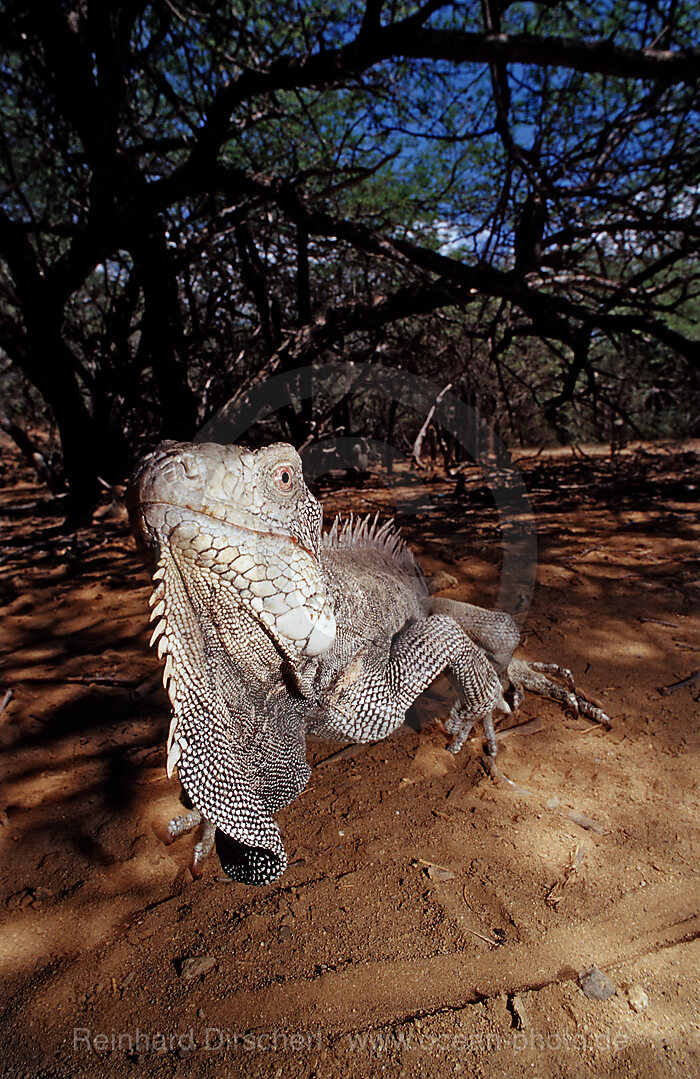 Gruener Leguan