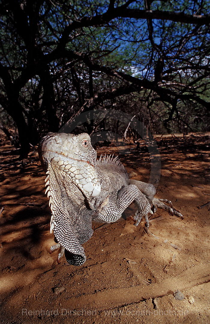 Gruener Leguan, Iguana iguana, Bonaire, Washington Slagbaai Nationalpark, Pos Mangel, Niederlaendische Antillen, Bonaire