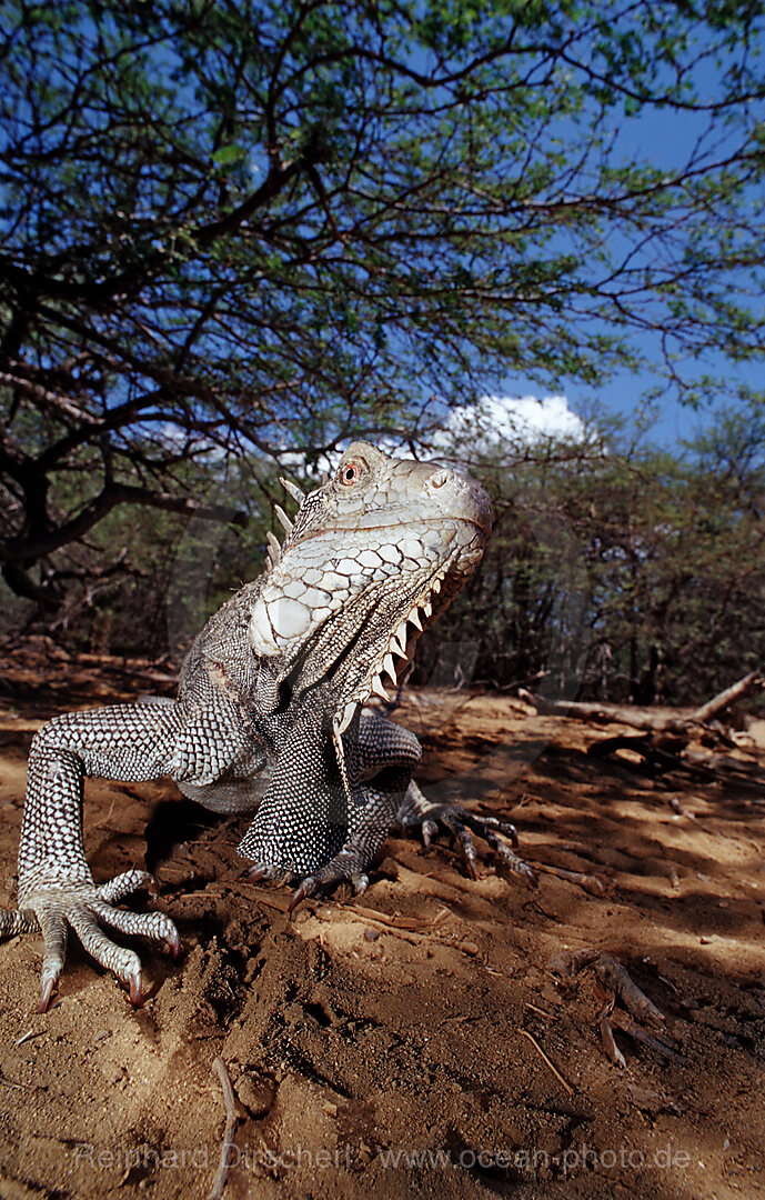 Gruener Leguan, Iguana iguana, Bonaire, Washington Slagbaai Nationalpark, Pos Mangel, Niederlaendische Antillen, Bonaire