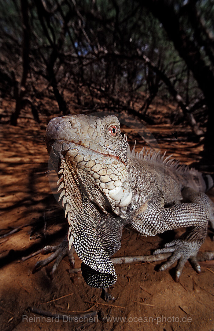 Gruener Leguan, Iguana iguana, Bonaire, Washington Slagbaai Nationalpark, Pos Mangel, Niederlaendische Antillen, Bonaire