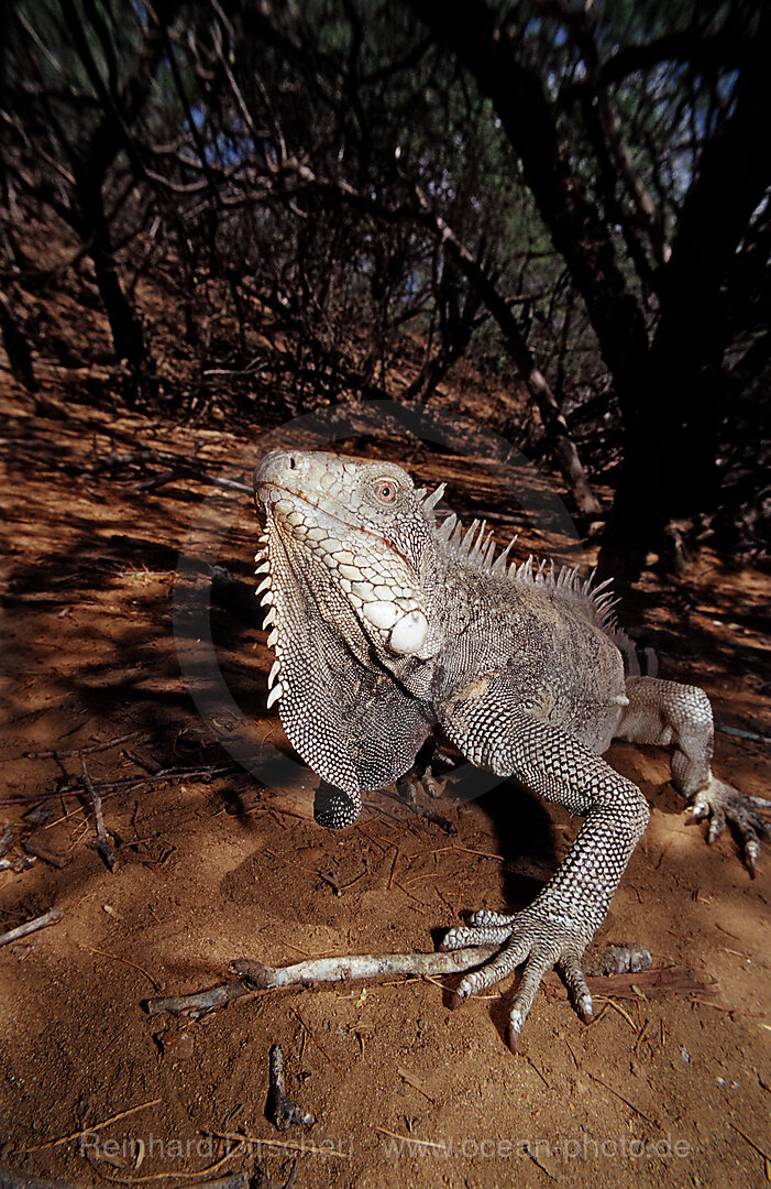 Gruener Leguan