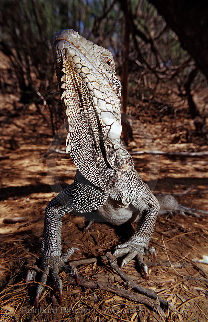 Gruener Leguan, Iguana iguana, Bonaire, Washington Slagbaai Nationalpark, Pos Mangel, Niederlaendische Antillen, Bonaire