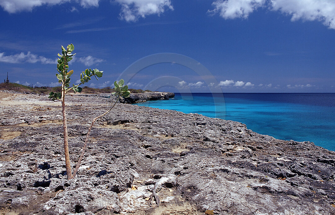 Kueste von Bonaire, Karibik, Karibisches Meer, Washington Slagbaai Nationalpark, Wayak, Niederlaendische Antillen, Bonaire