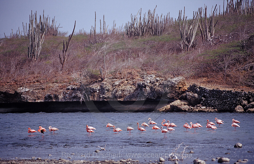 Caribbean flamingo, Phoenicopterus ruber ruber, Washington Slagbaai National Park, Salina Slagbaai, Netherlands Antilles, Bonaire