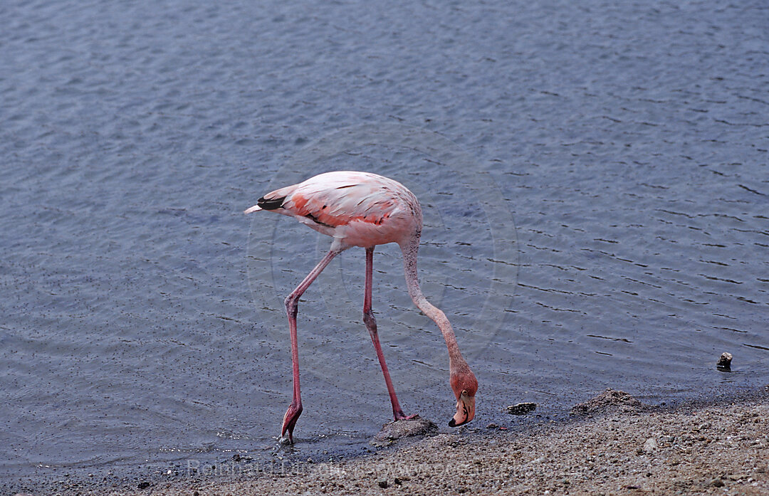 Karibischer Flamingo, Phoenicopterus ruber ruber, Washington Slagbaai Nationalpark, Salina Slagbaai, Niederlaendische Antillen, Bonaire