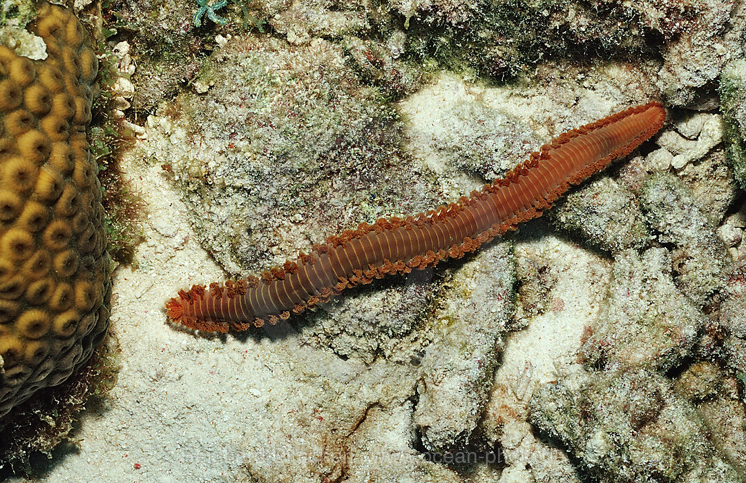  Bearded Fireworm, Hermodice carunculata, Caribbean Sea, Netherlands Antilles, Bonaire