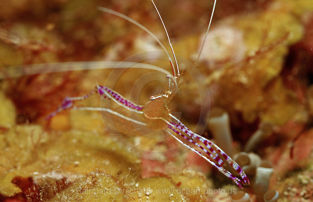 Putzergarnele in Anemone, Periclimenes yucatanicus, Karibik, Karibisches Meer, Niederlaendische Antillen, Bonaire