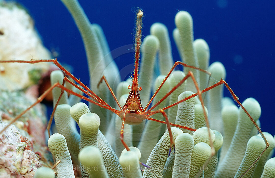 Spider hermit crab, Stenorhynchus seticornis, Caribbean Sea, Netherlands Antilles, Bonaire