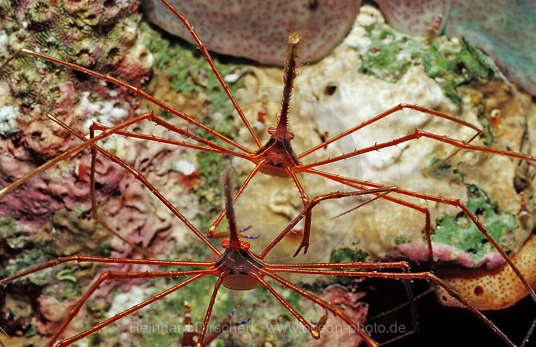 Zwei Spinnenkrabben, Stenorhynchus seticornis, Karibik, Karibisches Meer, Niederlaendische Antillen, Bonaire