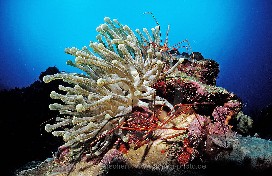 Spinnenkrabben in Anemone, Stenorhynchus seticornis, Karibik, Karibisches Meer, Niederlaendische Antillen, Bonaire