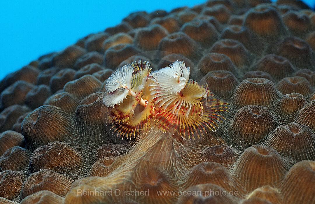 Spiralroehrenwurm, Spirobranchus giganteus, Karibik, Karibisches Meer, Niederlaendische Antillen, Bonaire