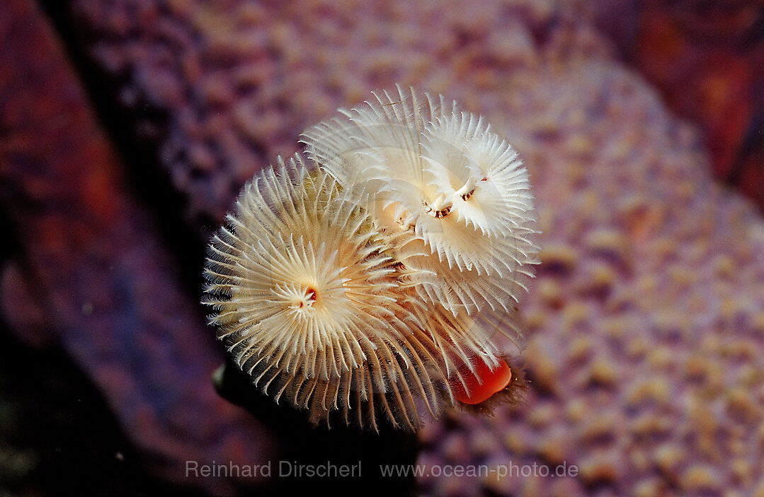 Spiralroehrenwurm, Spirobranchus giganteus, Karibik, Karibisches Meer, Niederlaendische Antillen, Bonaire