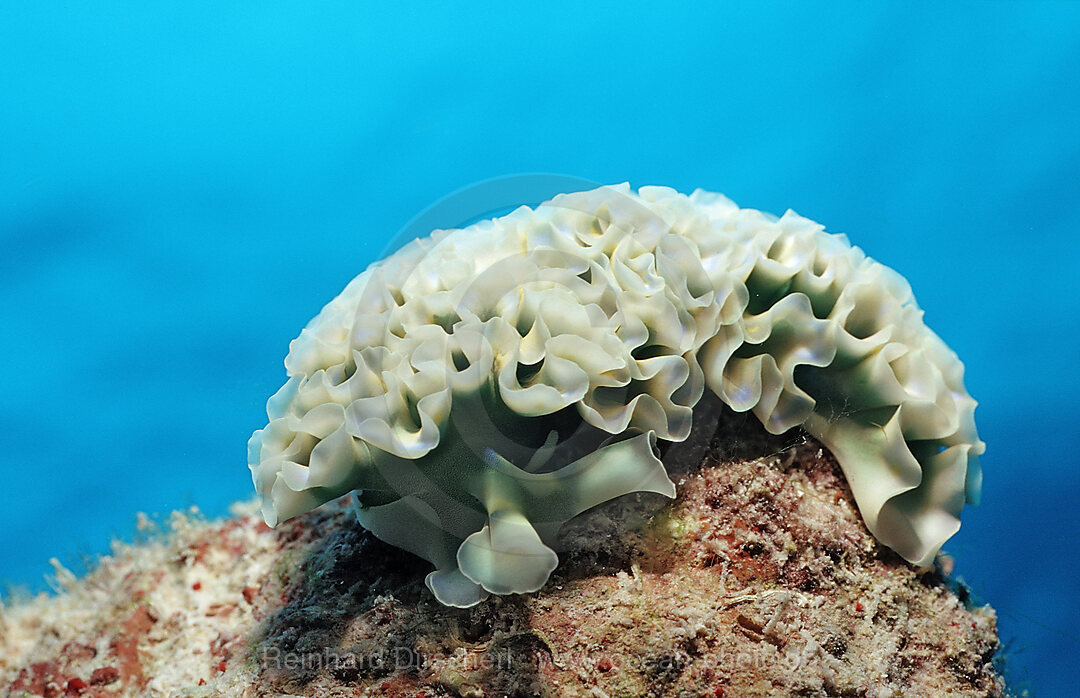 Lettuce sea slug