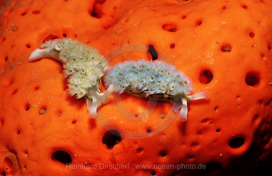 Zwei Girlanden-Nacktschnecken, Tridachia crispata, Karibik, Karibisches Meer, Niederlaendische Antillen, Bonaire