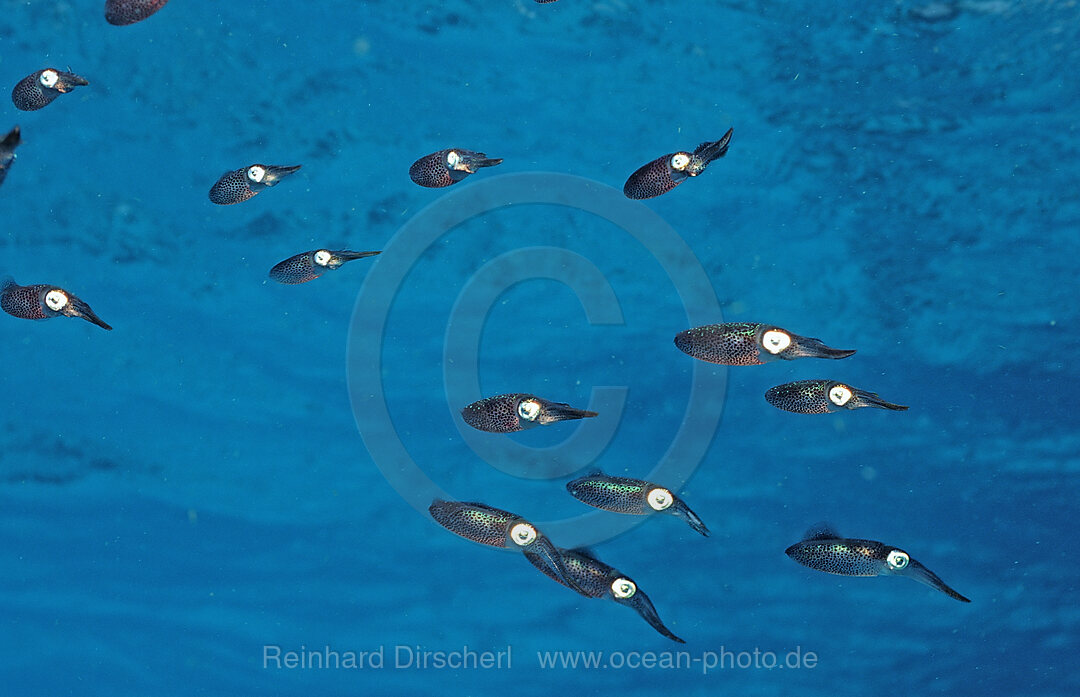 Caribbean reef squid