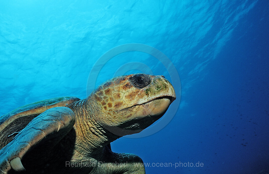 Loggerhead turtle