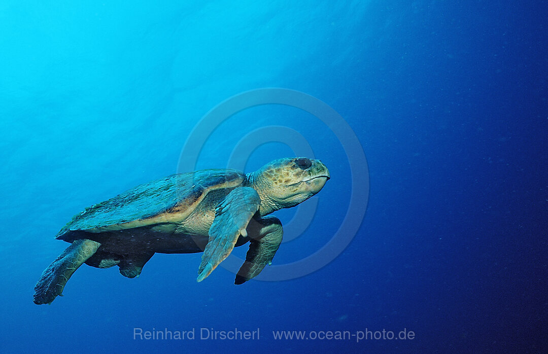 Unechte Karettschildkroete, Caretta caretta, Karibik, Karibisches Meer, Niederlaendische Antillen, Bonaire