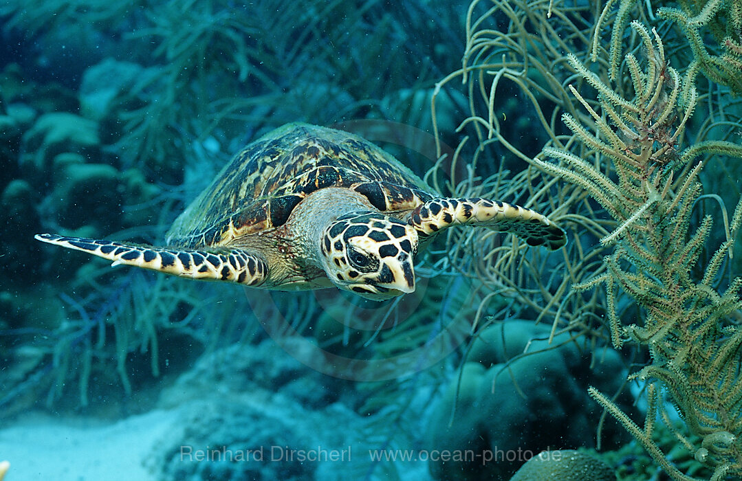 Hawksbill sea turtle