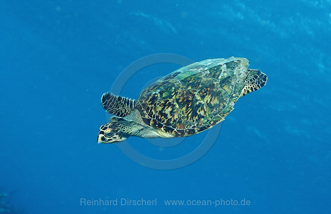 Hawksbill sea turtle, Eretmochelys imbricata, Caribbean Sea, Martinique, French West Indies