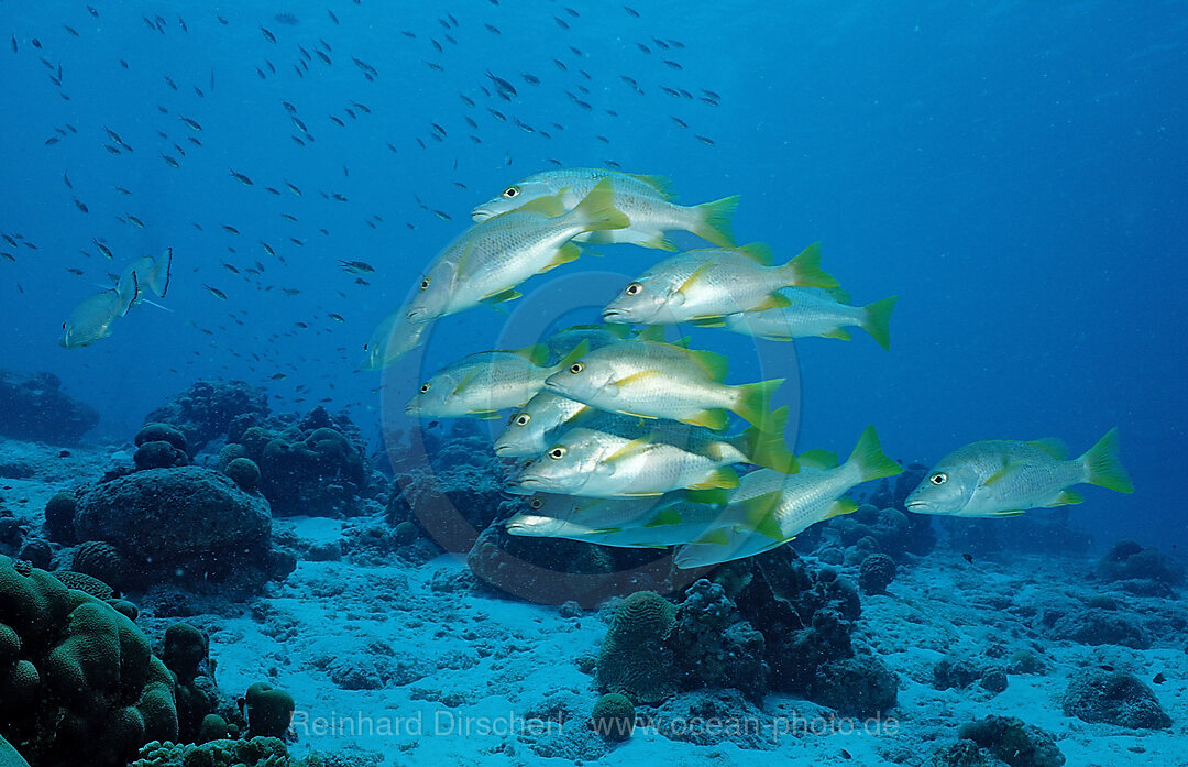 Schulmeister-Schnapper, Lutjanus apodus, Karibik, Karibisches Meer, Niederlaendische Antillen, Bonaire