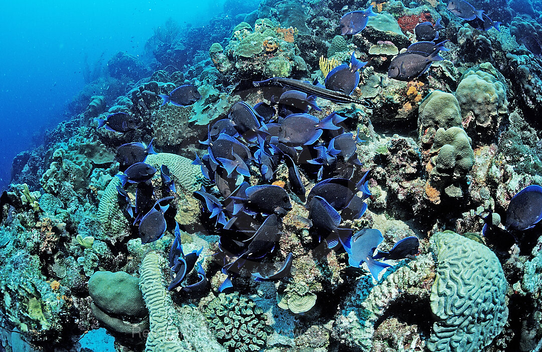 Blue Tank, Acanthurus coeruleus, Caribbean Sea, Netherlands Antilles, Bonaire