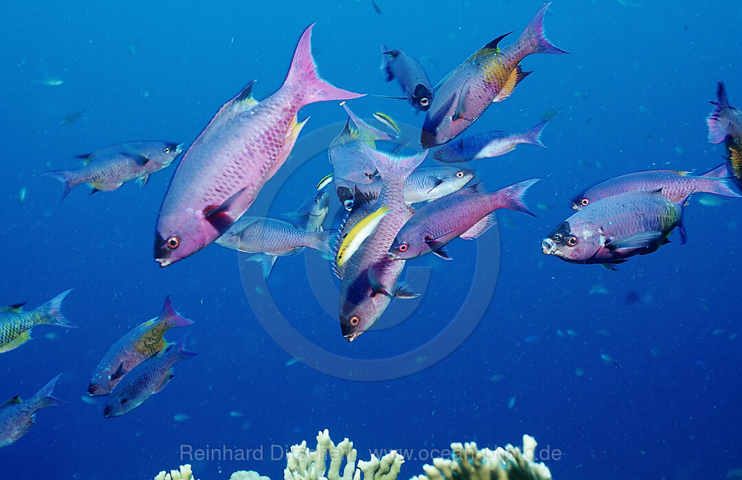 Kreolenlippfisch