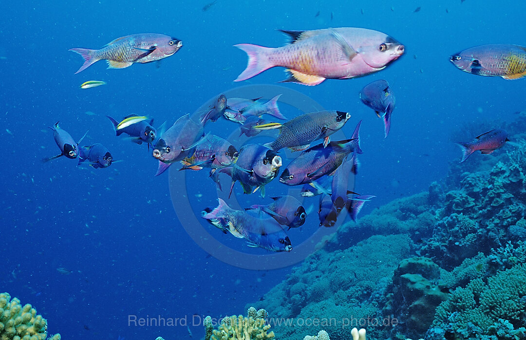 Creole Wrasse, Clepticus parrai, Caribbean Sea, Netherlands Antilles, Bonaire