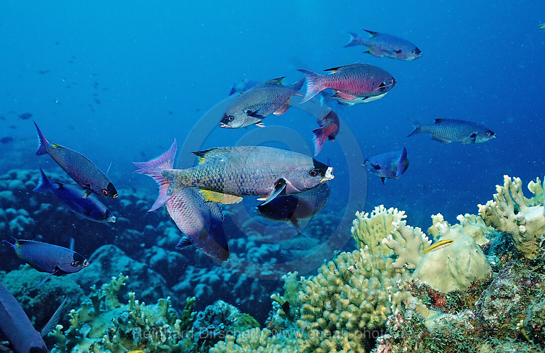 Kreolenlippfisch, Clepticus parrai, Karibik, Karibisches Meer, Niederlaendische Antillen, Bonaire