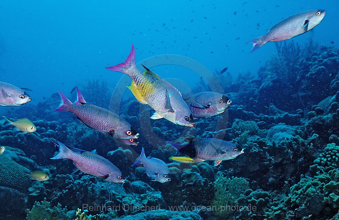 Creole Wrasse
