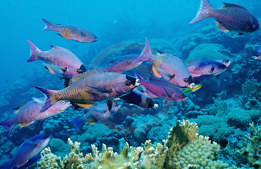 Creole Wrasse, Clepticus parrai, Caribbean Sea, Netherlands Antilles, Bonaire